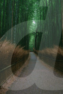 NEWS - Coronavirus: Wenig Touristen auf dem berühmten Bambusweg in Arashiyama, Kyoto, Japan