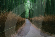 NEWS - Coronavirus: Wenig Touristen auf dem berühmten Bambusweg in Arashiyama, Kyoto, Japan