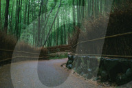 NEWS - Coronavirus: Wenig Touristen auf dem berühmten Bambusweg in Arashiyama, Kyoto, Japan