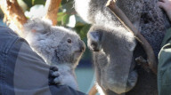 FEATURE - Baby-Koala klammert sich im australischem Park an seine neue Schwester