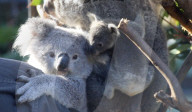 FEATURE - Baby-Koala klammert sich im australischem Park an seine neue Schwester