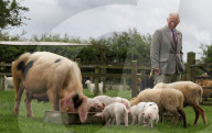 Prince Charles visit to Gloucestershire, UK - 01 Jul 2020