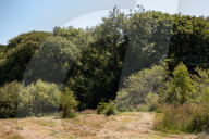 Britain beyond lockdown: can we make more space for nature? 