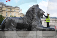 The Trafalgar Square Lions being re waxed today in Trafalgar square