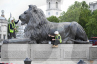 The Trafalgar Square Lions being re waxed today in Trafalgar square
