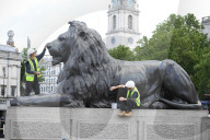 The Trafalgar Square Lions being re waxed today in Trafalgar square