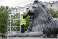 The Trafalgar Square Lions being re waxed today in Trafalgar square