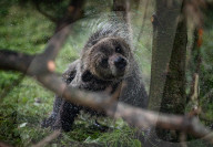 FEATURE - Grizzlybär-Waisen spielen im Greater Vancouver Zoo