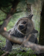 FEATURE - Grizzlybär-Waisen spielen im Greater Vancouver Zoo