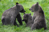 FEATURE - Grizzlybär-Waisen spielen im Greater Vancouver Zoo