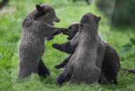 FEATURE - Grizzlybär-Waisen spielen im Greater Vancouver Zoo