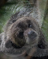 FEATURE - Grizzlybär-Waisen spielen im Greater Vancouver Zoo