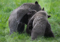 FEATURE - Grizzlybär-Waisen spielen im Greater Vancouver Zoo
