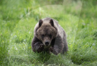 FEATURE - Grizzlybär-Waisen spielen im Greater Vancouver Zoo