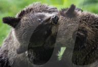 FEATURE - Grizzlybär-Waisen spielen im Greater Vancouver Zoo
