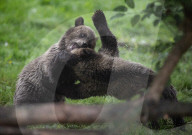 FEATURE - Grizzlybär-Waisen spielen im Greater Vancouver Zoo