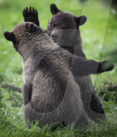 FEATURE - Grizzlybär-Waisen spielen im Greater Vancouver Zoo