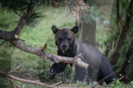 FEATURE - Grizzlybär-Waisen spielen im Greater Vancouver Zoo