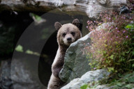 FEATURE - Grizzlybär-Waisen spielen im Greater Vancouver Zoo