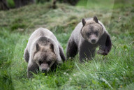 FEATURE - Grizzlybär-Waisen spielen im Greater Vancouver Zoo