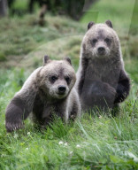 FEATURE - Grizzlybär-Waisen spielen im Greater Vancouver Zoo