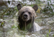 FEATURE - Grizzlybär-Waisen spielen im Greater Vancouver Zoo