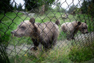 FEATURE - Grizzlybär-Waisen spielen im Greater Vancouver Zoo