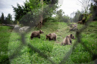 FEATURE - Grizzlybär-Waisen spielen im Greater Vancouver Zoo