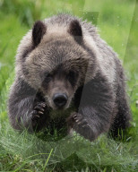 FEATURE - Grizzlybär-Waisen spielen im Greater Vancouver Zoo