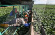 NEWS - Gurkenernte in Weissrussland