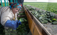 NEWS - Gurkenernte in Weissrussland