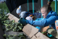 NEWS - Gurkenernte in Weissrussland