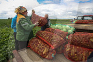 NEWS - Gurkenernte in Weissrussland