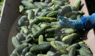 NEWS - Gurkenernte in Weissrussland