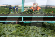 NEWS - Gurkenernte in Weissrussland
