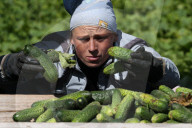 NEWS - Gurkenernte in Weissrussland