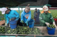 NEWS - Gurkenernte in Weissrussland