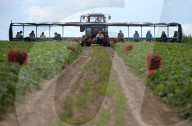 NEWS - Gurkenernte in Weissrussland