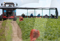 NEWS - Gurkenernte in Weissrussland