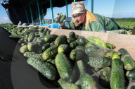 NEWS - Gurkenernte in Weissrussland