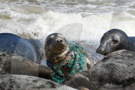 An injured seal at Horsey Gap, Norfolk. The seal is wearing a painful  "necklace" of discarded fishing net that it is ensnared in.