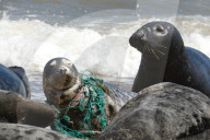 An injured seal at Horsey Gap, Norfolk. The seal is wearing a painful  "necklace" of discarded fishing net that it is ensnared in.