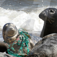 An injured seal at Horsey Gap, Norfolk. The seal is wearing a painful  "necklace" of discarded fishing net that it is ensnared in.