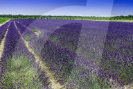 FEATURE -  Italien: Lavendelfeld im Po-Delta