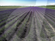 FEATURE -  Italien: Lavendelfeld im Po-Delta