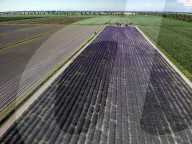 FEATURE -  Italien: Lavendelfeld im Po-Delta