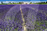 FEATURE -  Italien: Lavendelfeld im Po-Delta