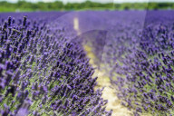 FEATURE -  Italien: Lavendelfeld im Po-Delta
