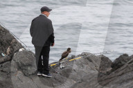 FEATURE - Erstmal an Irlands Küste gesichtet: Ein Weissbauchtölpel nistet in Greystones