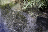 Revealed: raw sewage poured into Olympic Park wildlife haven. Raw sewage was discharged for more than 1,000 hours from a Thames Water overflow pipe into an environmental wetland at the Olympic Park last year, 